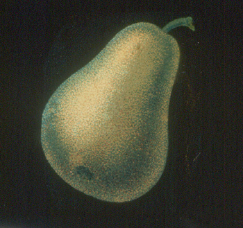 vetro lanterna magica (Archivio In Penombra)